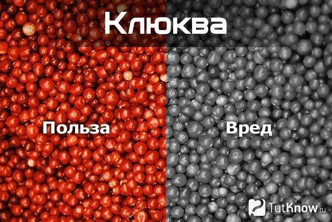 Клюква - ее полезные и вредные свойства