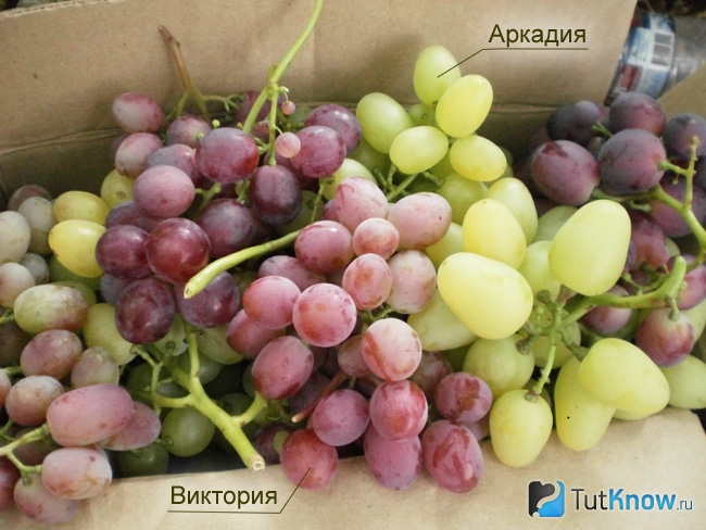 Сорт винограда Виктория по сравнению с зелёным сортом Аркадия