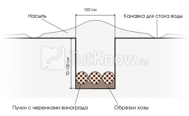 Хранение черенков винограда в земле