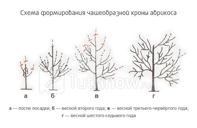 Формирование чашеобразной кроны дерева абрикоса