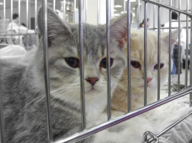 Клетка кошки на выставке
