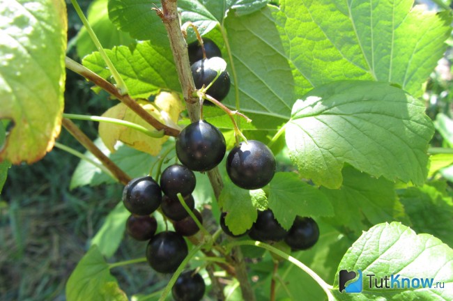 Польза листьев куста чёрной смородины