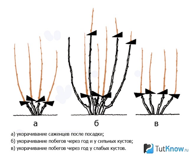 Обрезка кустов красной смородины
