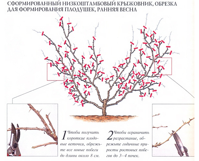 Обрезка крыжовника