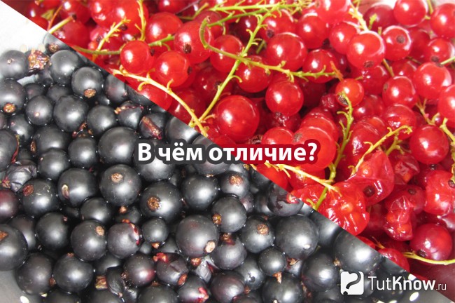 Чем отличается красная смородина от чёрной