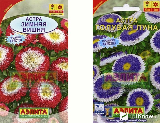 Сорта астр
