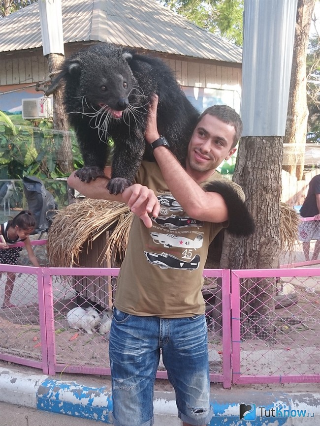 Бинтуронг в открытом зоопарк Таиланда - Khao Kheow Open Zoo