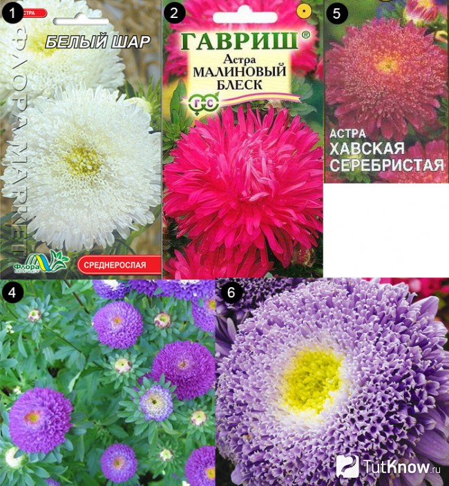 Сорта астр