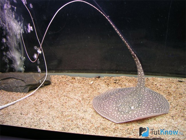 Скат Plesiotrygon
