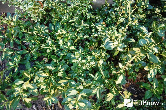 Euonymus Солнечное пятно