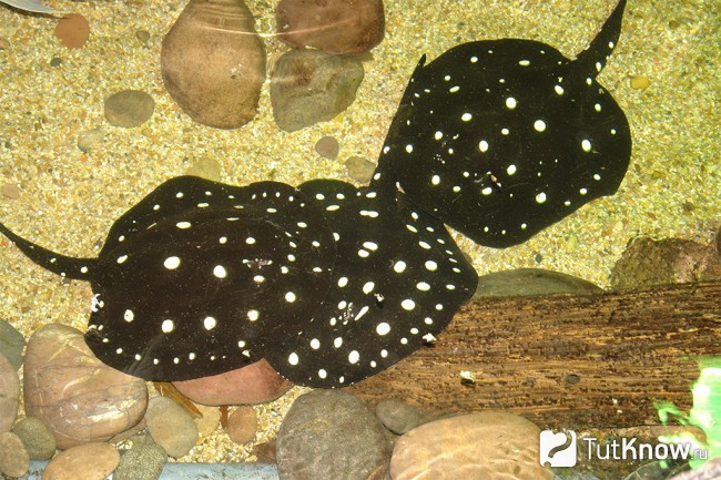 скат Potamotrygon leopoldi