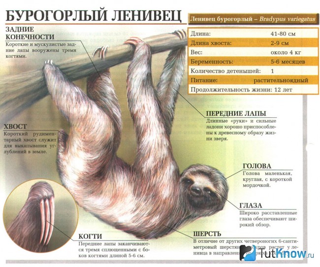 Описание Бурогорлого ленивца