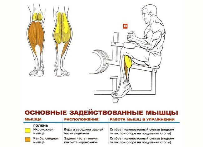 Техника выполнения подъема на носки