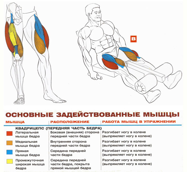 Техника выполнения разгибания ног сидя в тренажере