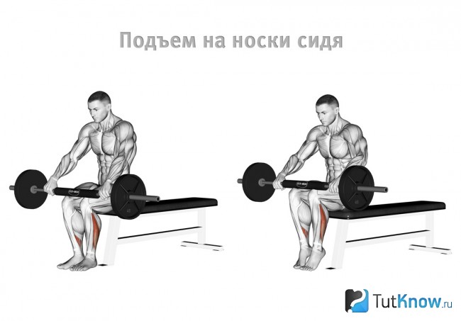 Подъем на носки сидя на скамье