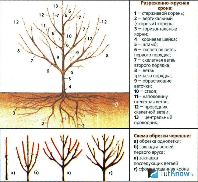 Обрезка черешни