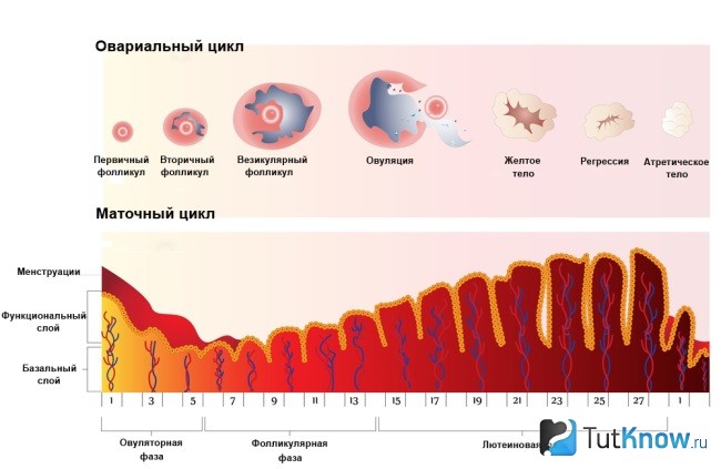 Фазы менструального цикла