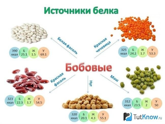 Бобовые культуры как источник белка