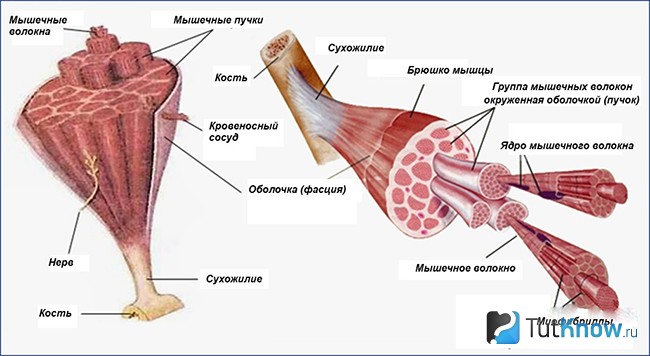 Быстрые и медленные мышечные волокна