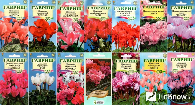 Виды семян персидской дряквы
