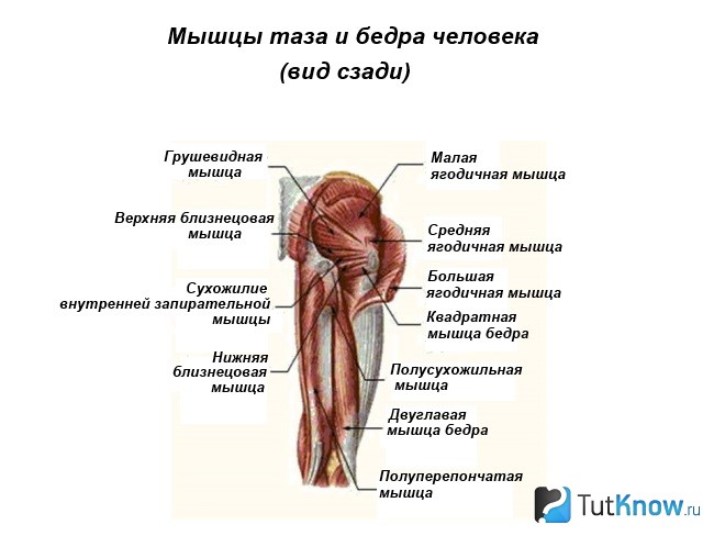 Мышцы таза и бедра человека