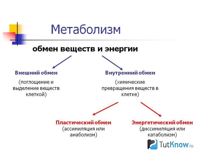 Схема обмена веществ