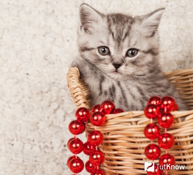 Котенок на Новый год