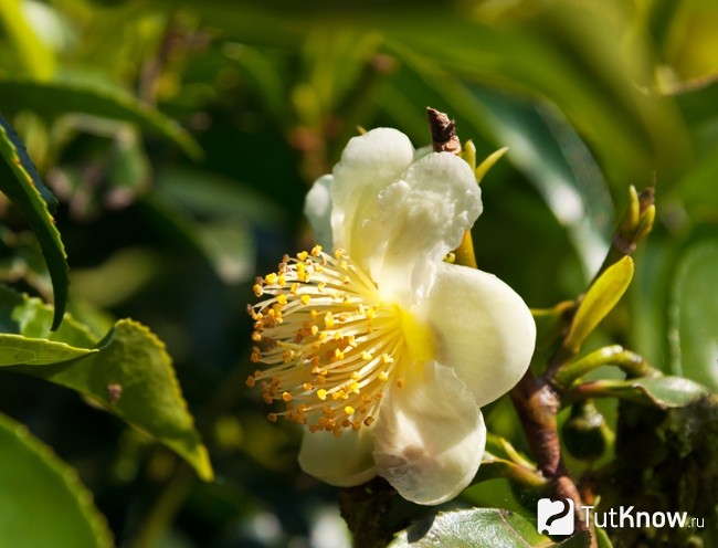 Camellia sinensi или чайный куст