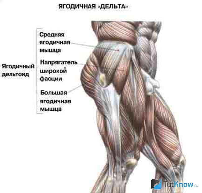 Схематическое изображение ягодичного дельтоида
