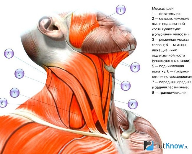 Схематическое изображение мышц шеи
