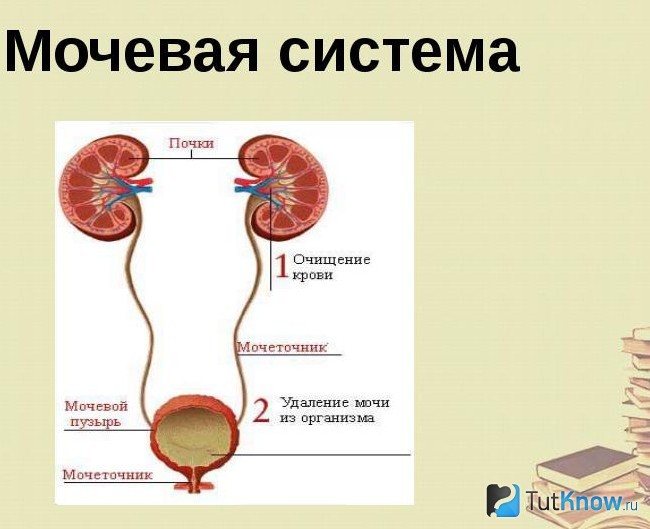 Схема мочевой системы