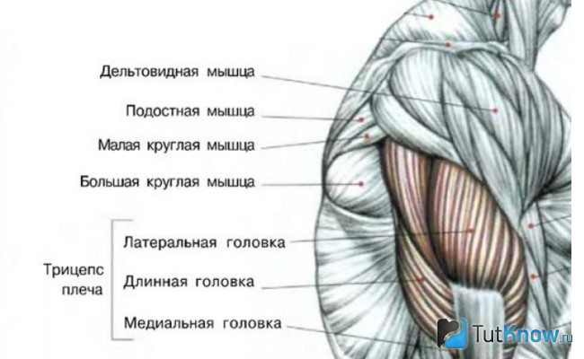 Схематическое изображение трицепса