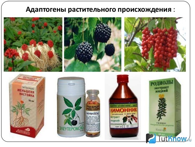 Адаптогены растительного происхождения