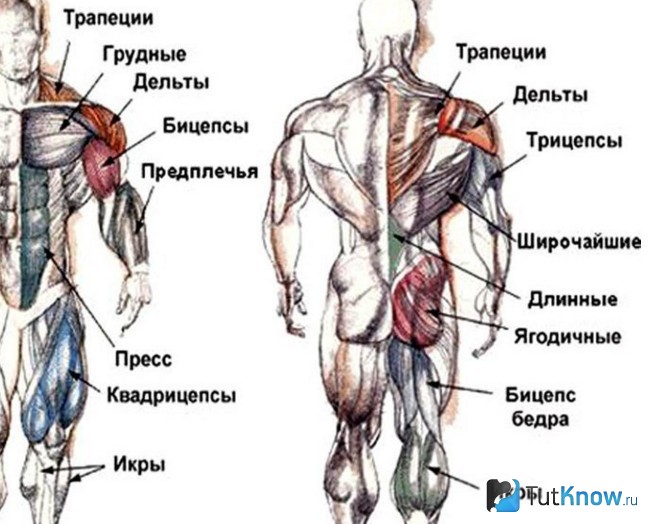 Схематическое изображение мышечных групп