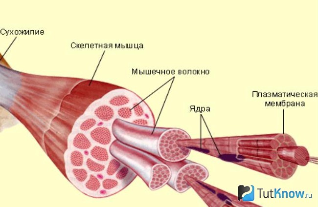 Схема строения мышцы