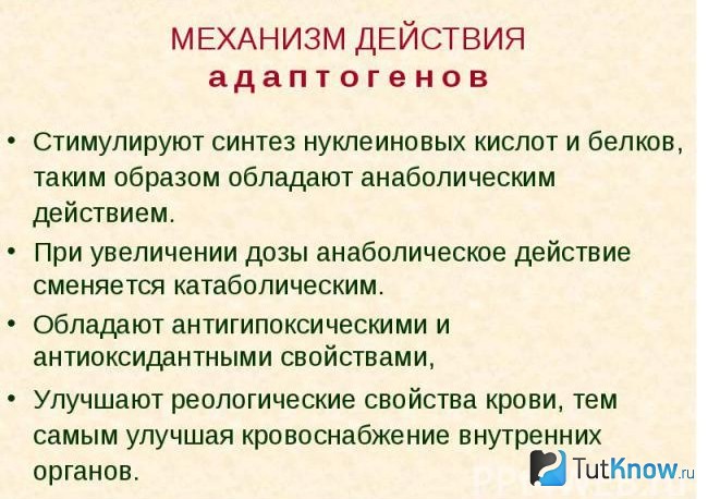 Пояснение механизма работы адаптогенов