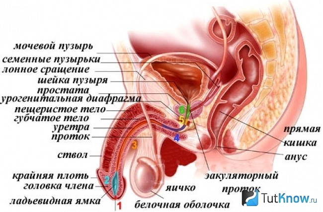 Схематическое изображение мочеполовой системы