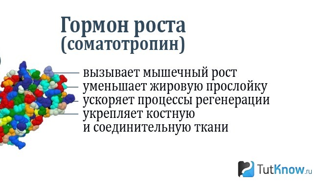 Пояснение назначения соматотропина