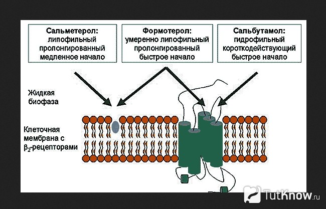Механизм работы бета–2 рецепторов