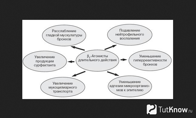 Схематическое пояснение сфер влиния бета–2 агонистов