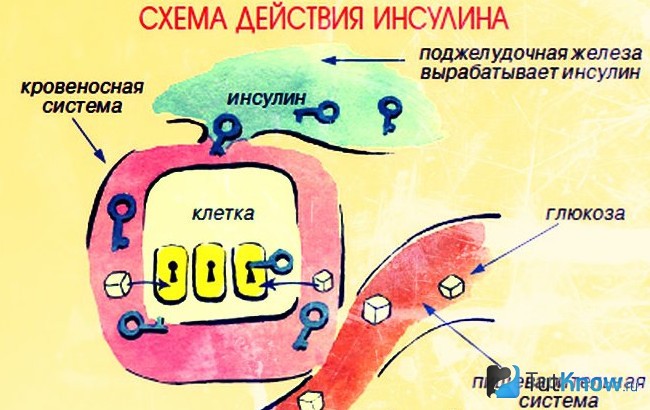 Схема действия инсулина