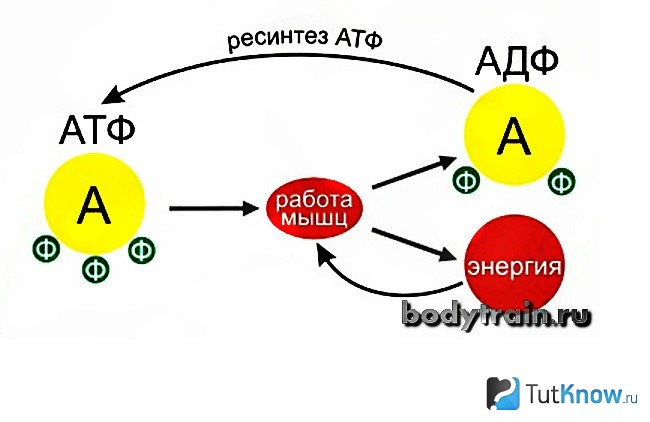 Схема процесса образования молочной кислоты
