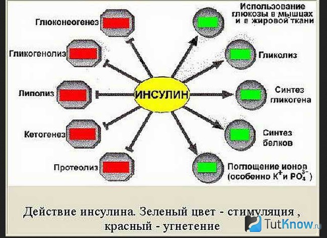 Схема влияния инсулина на процессы в оргиназме человека