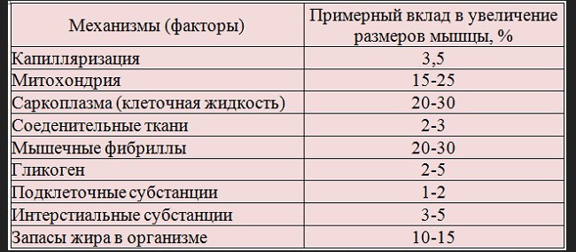 Схематическое изаображение вклада в увеличение размеров мышц