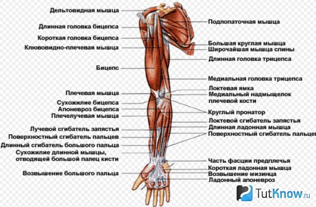 Схематическое изображение строения мускулов руки