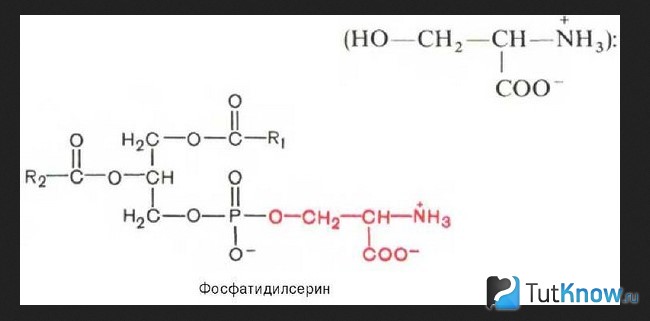 Формула Фосфатидилсерина