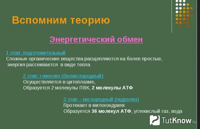 Пояснение понятия энергетический обмен