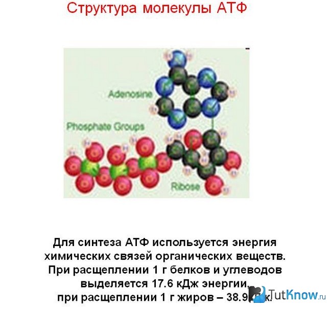 Структура молекулы АТФ