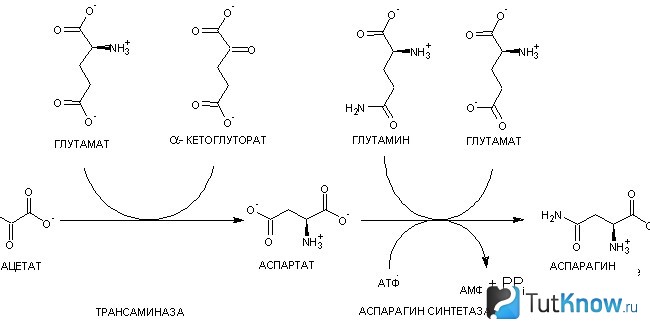 Формула аспарагиновой кислоты