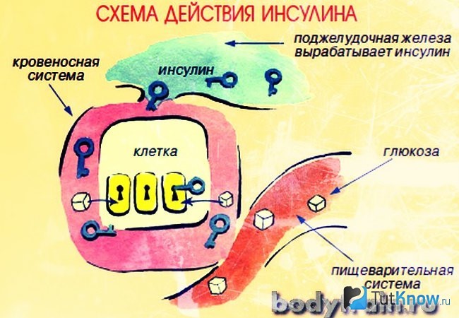Схема действия инсулина
